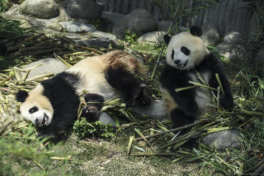 After he found the trap was broken and his brother spotted footprints of a wild animal, the two men tracked down the panda and killed it, according to the media report.
