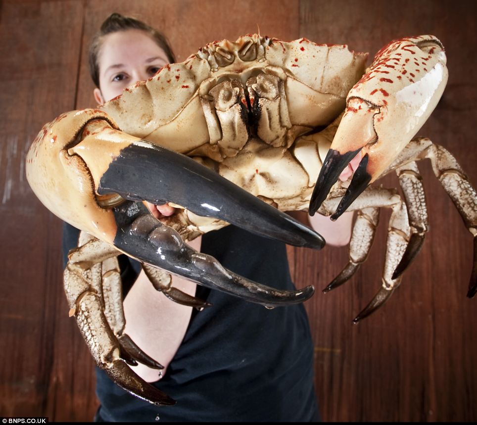 An incredibly huge brown crab was saved from the dinner table by a fish merchant who thought it would be better to put the giant-clawed crustacean on display at an aquarium.