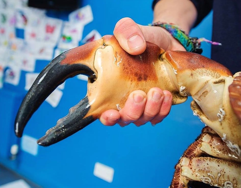 “For an edible crab he is pretty sizeable,” Rob Davidson of the Blue Reef Aquarium told The News in Portsmouth. “They can actually get a tiny bit bigger than this, according to most records, but I have never seen one this large.”