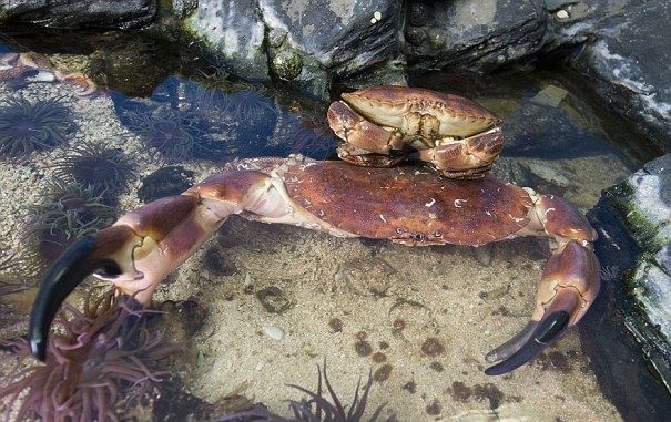 The 10-year-old brown crab weighs over nine pounds and stretches an impressive 21.6 inches from claw to claw. Most extraordinary are the massive claws that are said to have the crushing strength of over 90 pounds per square inch compared to the average human hand of 25 pounds per square inch.