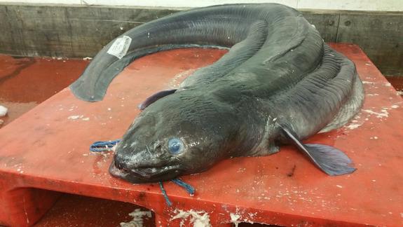 A silvery-gray conger eel had already gone limp by the time fishermen found it on their trawler, but its shocking length of 7 feet (2.1 meters) still caught them off guard, according to the British company that found the huge eel.