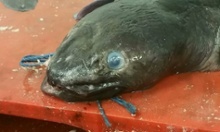 Fishermen mistakenly snagged the blue-eyed eel yesterday (May 14) off the southwestern coast of the United Kingdom