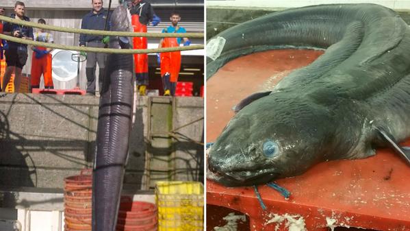 At the time, they were trawling the area (i.e., dragging nets to catch fish) on an inshore trawler named Hope. The conger eel got stuck in the nets, and was already dead by the time the fishermen hauled it aboard, according to the company, Plymouth Fisheries.