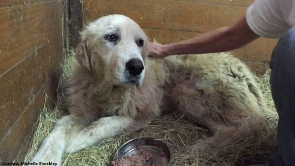 A wounded dog found in her dead owner's arms after the fatal tornado that ripped through Van, Texas, two weeks ago has found a new home.