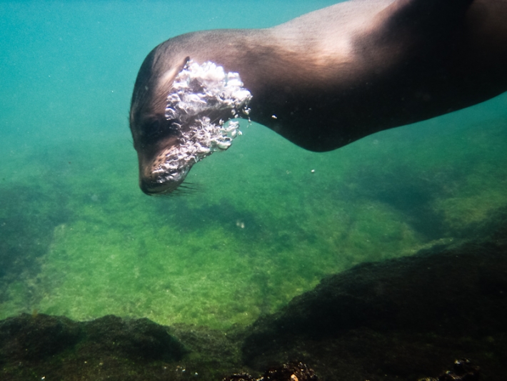 Galapagos volcano erupts for first time in 33 years