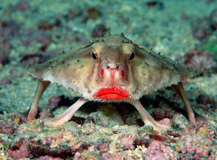 rosy lipped batfish