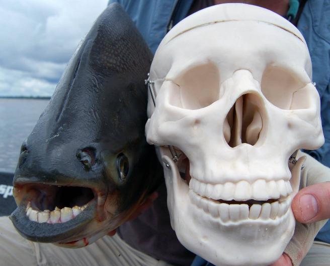 pacu fish human teeth