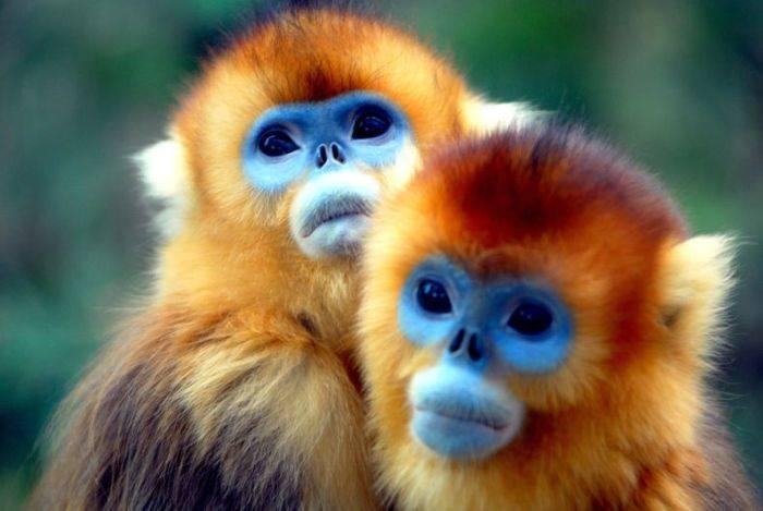colorful monkeys