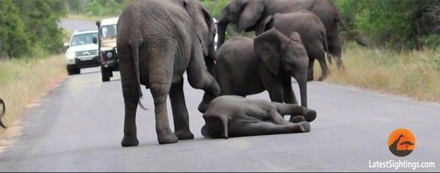 It remains unclear why the baby elephant chose to lie down. One of the commenters suggested it was merely tired, and pointed out that it did not “collapse,”