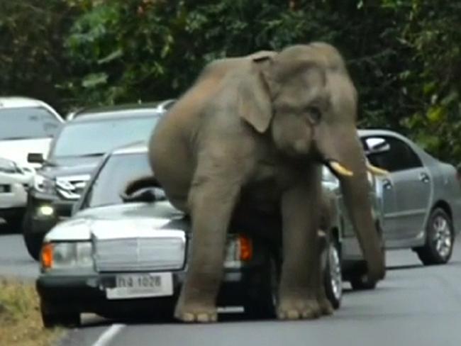 Elephant herd saves baby from busy road