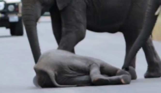 Elephant herd saves baby from busy road