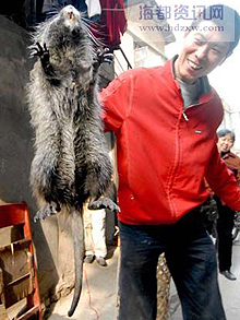 A 'giant rat' has been caught and killed by a man