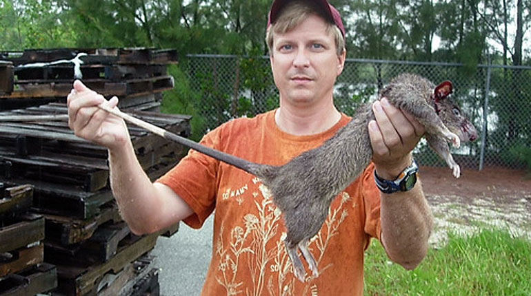 A 'giant rat' has been caught and killed by a man