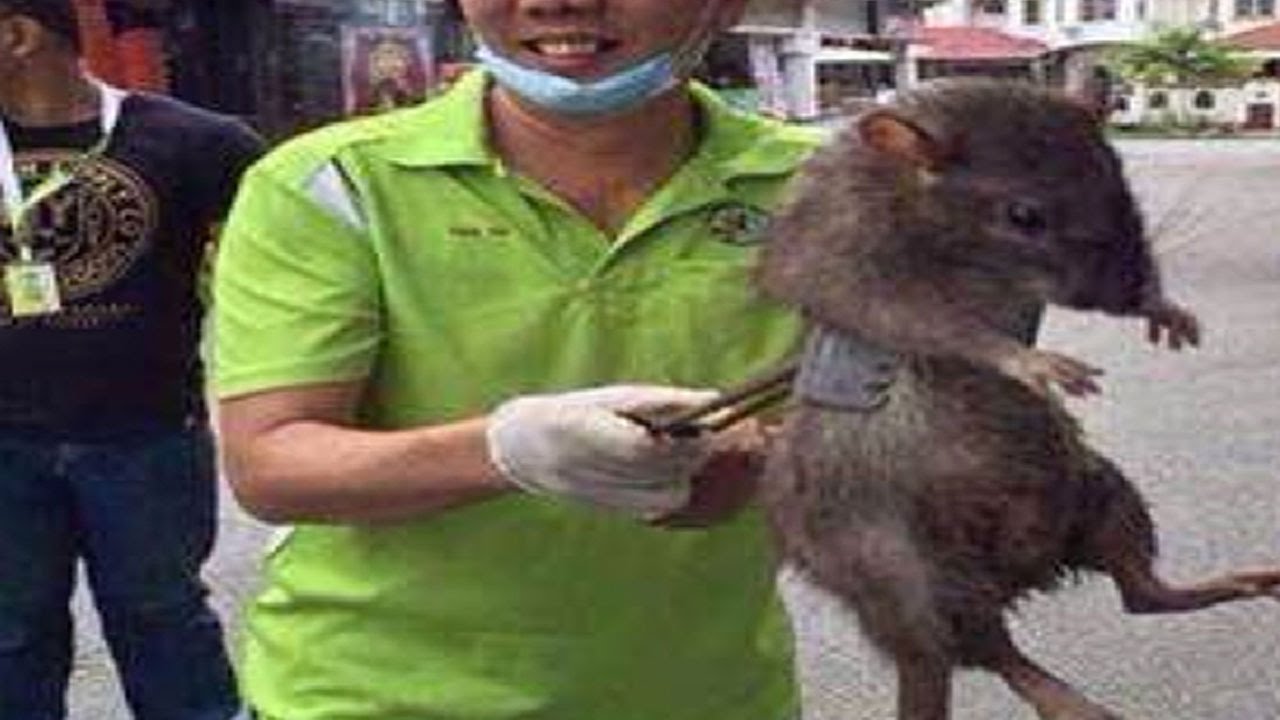 A 'giant rat' has been caught and killed by a man