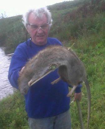 A 'giant rat' has been caught and killed by a man