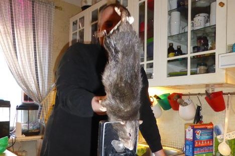 A 'giant rat' has been caught and killed by a man