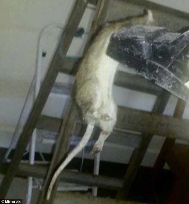 A 'giant rat' has been caught and killed by a man