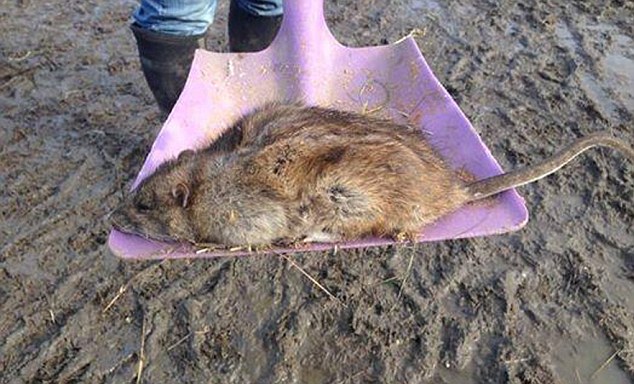 A 'giant rat' has been caught and killed by a man