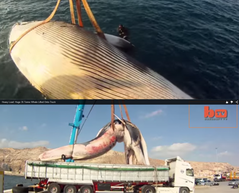 Marine biologists in Spain have moved a female whale carcass after it was found floating near the coast of Almeria.