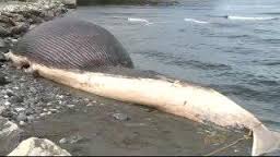 The female adult fin whale, which was missing part of its tail stock, measured around 16 metres.