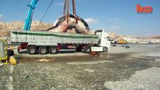 Huge 35 Tonne Whale Lifted Onto Truck
