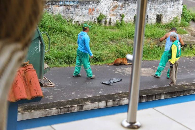 A binman in Brazil has lost his job after he threw an injured dog into the back of his rubbish truck.