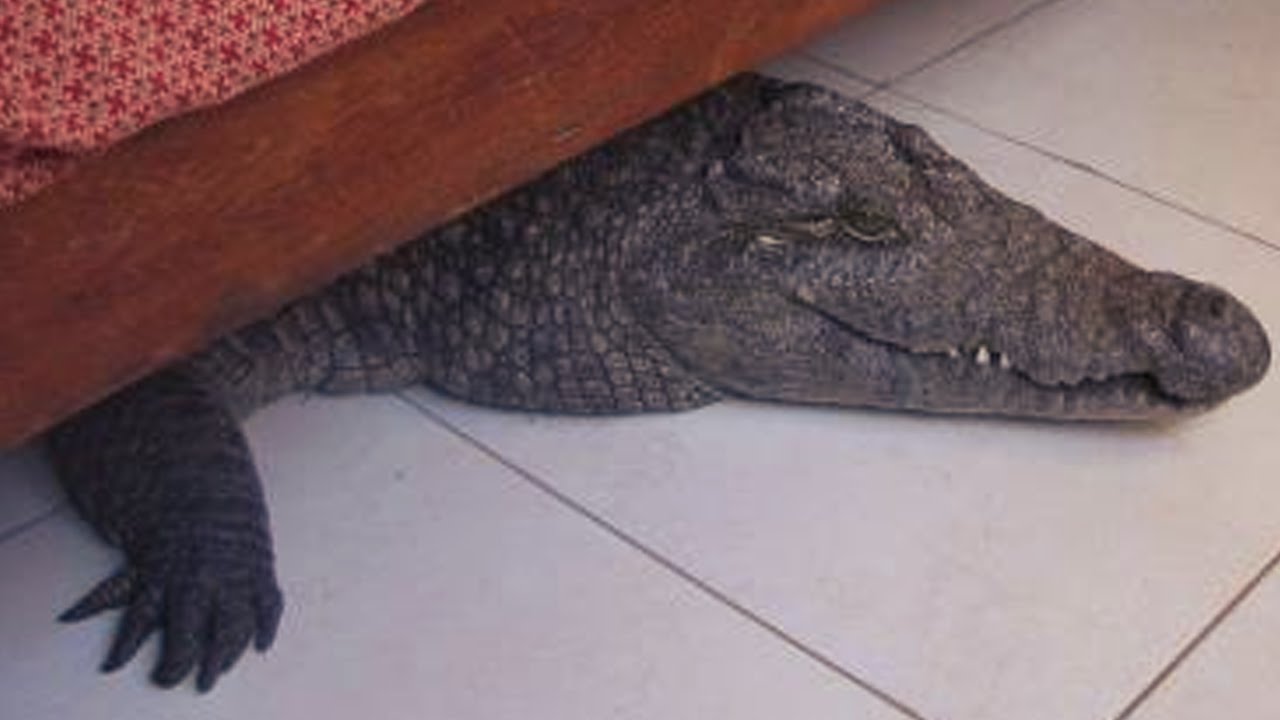 He immediately called in some of his co-workers who helped remove the crocodile from the room and release it back into the nearby Humani Chigwidi dam.
