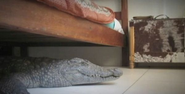 Although Whittall was surprised by his unwanted reptilian houseguest, he reckoned the locals are used to this type of thing. “I just remember thinking goodness gracious, that's one for the books. I'm pretty sure everyone in Humani checks under their bed before going to sleep now anyway.”