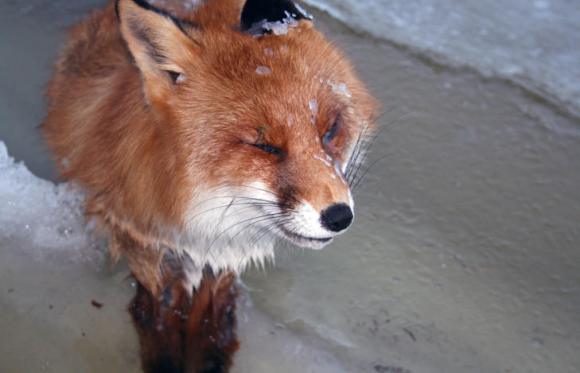 Not far from highway E18 in Kragerø, Norway, a red fox was found frozen standing upright in a river, as if the water had suddenly turned to ice as it was crossing through.