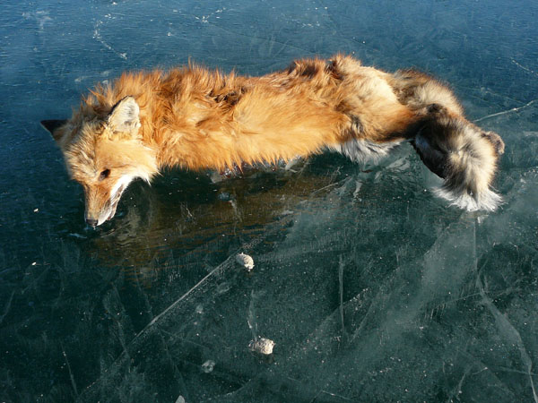 While no one is certain what caused the fox to freeze in such a position, locals suggest that it could have been passing through thin ice and gotten stuck, or even been shot and then intentionally placed there as a cruel prank.