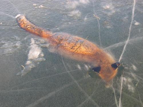 Fox Found “Frozen Alive” in Norway River