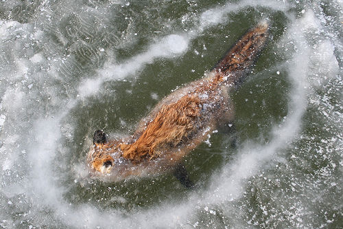 Fox Found “Frozen Alive” in Norway River
