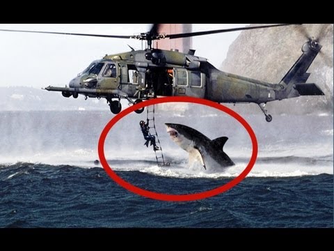Сколько случаев нападения. Акула напала на вертолет. Нападение акулы на вертолет. Акула нападает на вертолет.