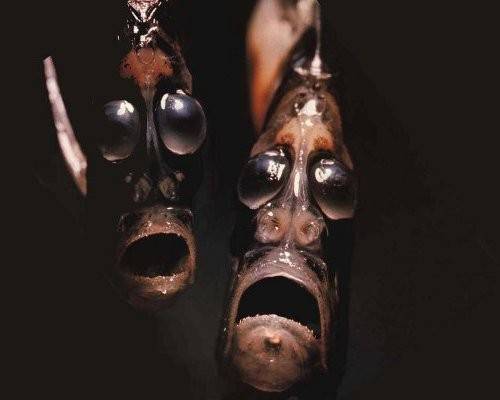 Most Bizarre Deep Sea Creatures