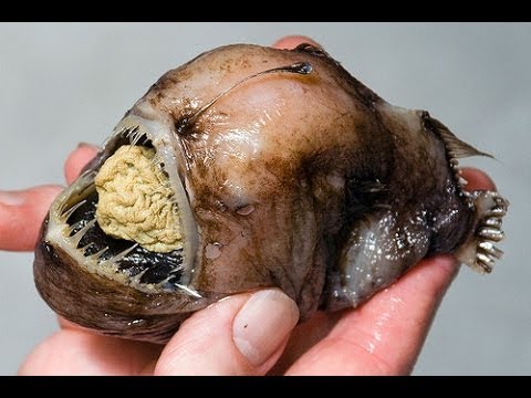 Most Bizarre Deep Sea Creatures