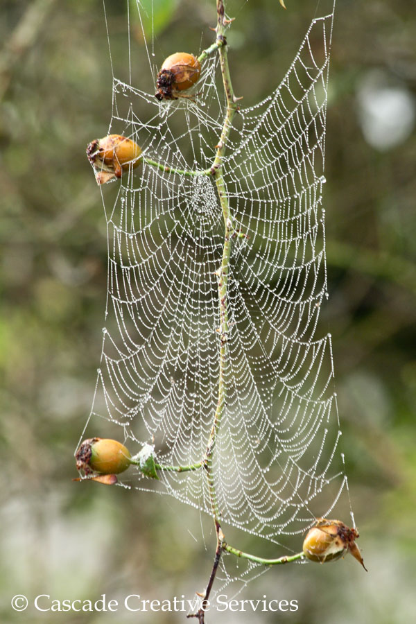WORLD'S STRONGEST SPIDER WEBS