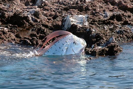 Humongous oarfish washes onto California shore