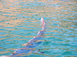 Humongous oarfish washes onto California shore