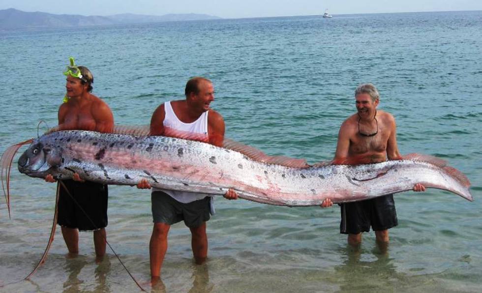 Humongous oarfish washes onto California shore