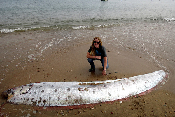 Humongous oarfish washes onto California shore