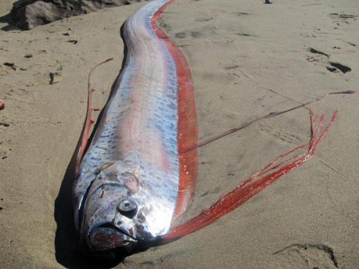 Humongous oarfish washes onto California shore