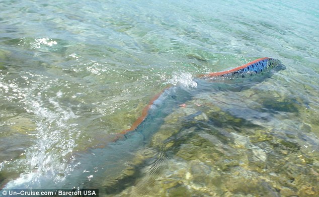 Humongous oarfish washes onto California shore