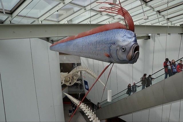 Humongous oarfish washes onto California shore