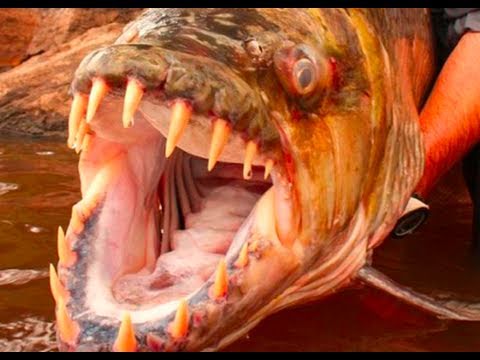 WORLD'S BIGGEST PIRANHA - Gallery | eBaum's World