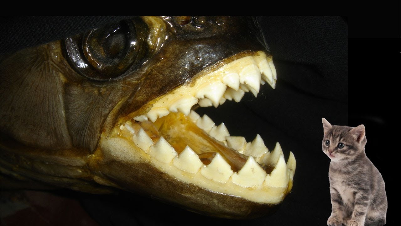 WORLD'S BIGGEST PIRANHA