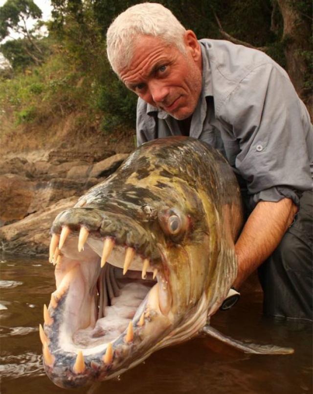 WORLD'S BIGGEST PIRANHA