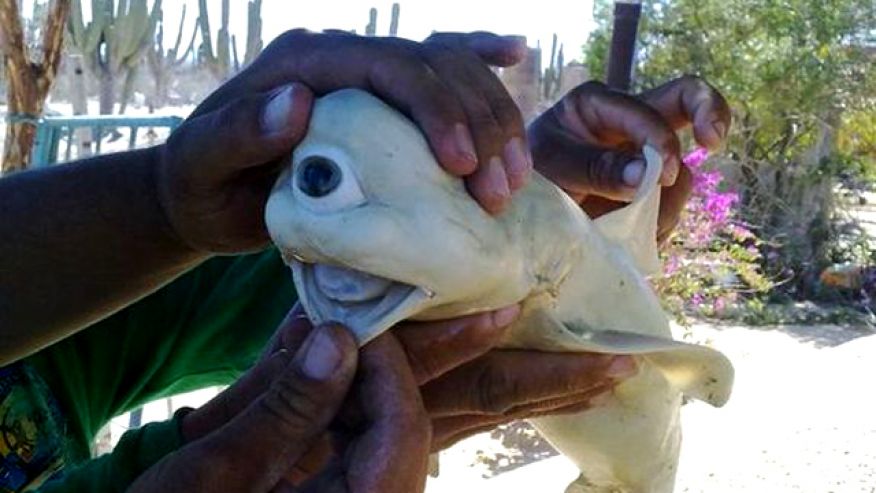 Cyclops sharks have been documented by scientists a few times before, also as embryos