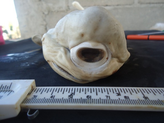 The fact that none have been caught outside the womb suggests cyclops sharks don't survive long in the wild.