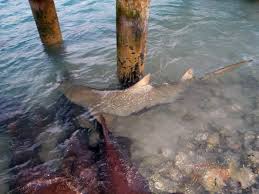 An eyewitness described the moment when the second shark attack took place off a North Carolina beach on Sunday, describing how the shark breached the water.