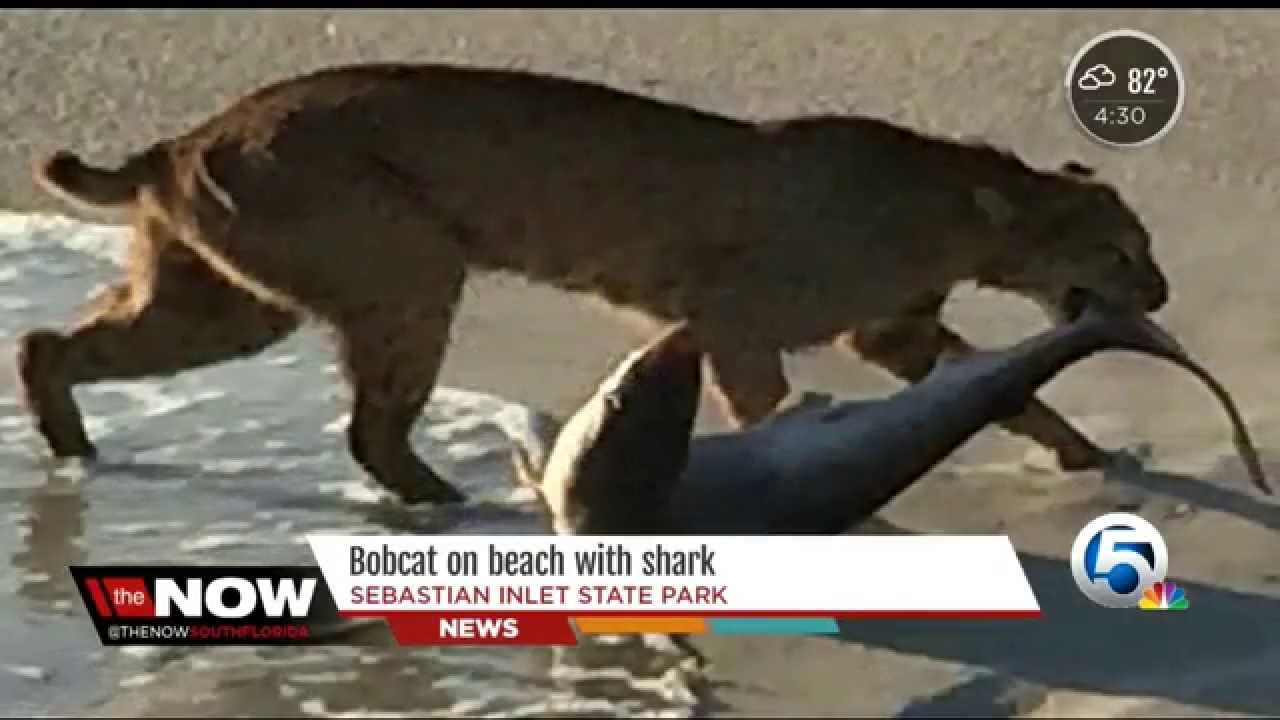 Shark ‘Came Out of the Water’